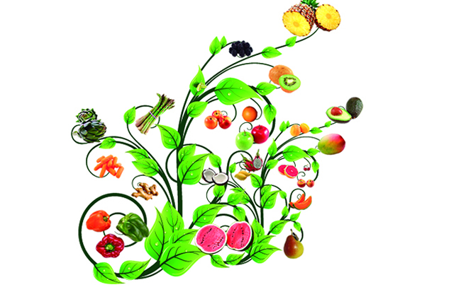 Extractos Herbales y Frutales